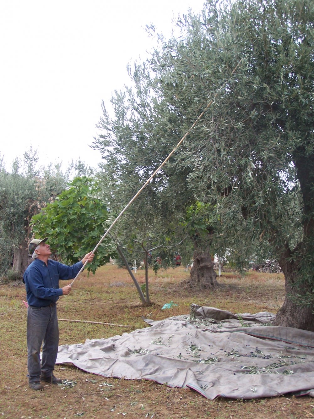ΦΘΙΝΟΠΩΡΙΝΟ ΠΡΟΓΡΑΜΜΑ