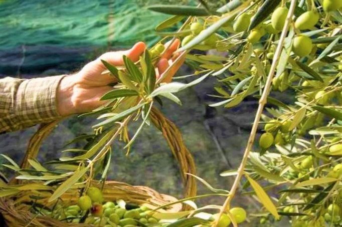 ΦΘΙΝΟΠΩΡΙΝΗ ΔΙΑΘΕΜΑΤΙΚΗ ΠΑΡΟΥΣΙΑΣΗ